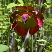 Sarracenia_purpurea