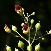 Scrophularia_marilandica