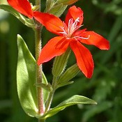 Silene_regia