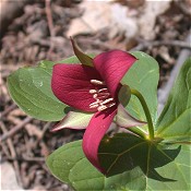 Trillium_erectum