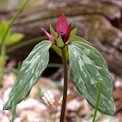 Trillium_recurvatum