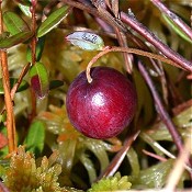 Vaccinium_macrocarpon