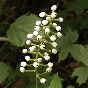 Actaea_pachypoda