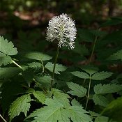 Actaea_rubra123