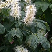 Aesculus_parviflora