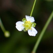 Alisma_subcordatum