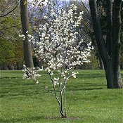 Amelanchier_arborea