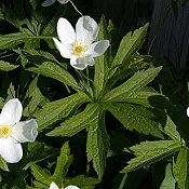 Anemone_canadensis