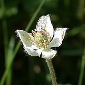 Anemone_cylindrica