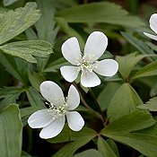 Anemone_quinquefolia