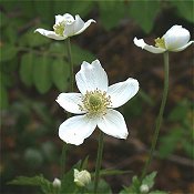 Anemone_virginiana