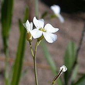 Arabis_lyrata