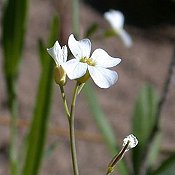 Arabis_lyrata