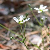 Arenaria_caroliniana