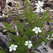 Arenaria_lateriflora