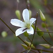 Arenaria_stricta