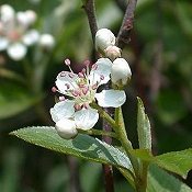 Aronia_arbutifolia