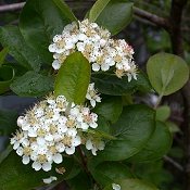 Aronia_melanocarpa