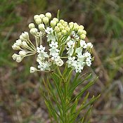 Asclepias_verticillata