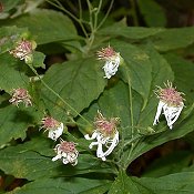 Aster_acuminatus