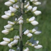 Baptisia_alba