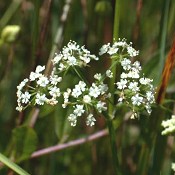 Berula_erecta