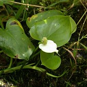 Calla_palustris