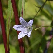 Campanula_aparinoides