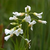 Cardamine_bulbosa