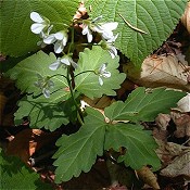 Cardamine_diphylla