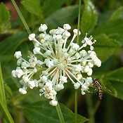 Ceanothus_americanus