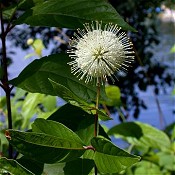 Cephalanthus_occidentalis