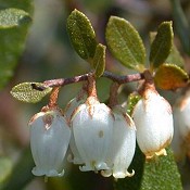 Chamaedaphne_calyculata