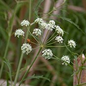 Cicuta_bulbifera