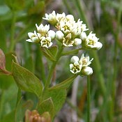 Comandra_umbellata