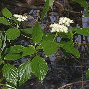 Cornus_alternifolia