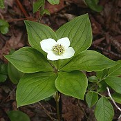 Cornus_canadensis