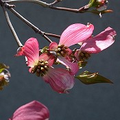 Cornus_florida