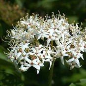 Cornus_racemosa