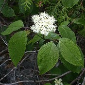 Cornus_rugosa