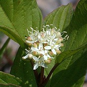 Cornus_sericea