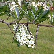 Crataegus_crusgalli