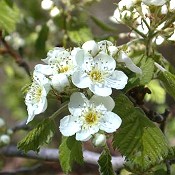 Crataegus_mollis