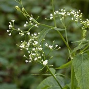 Cryptotaenia_canadensis