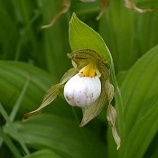 Cypripedium_candidum