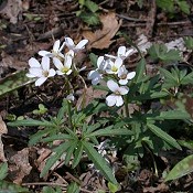 Dentaria_laciniata