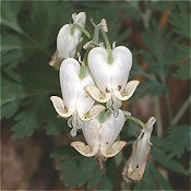 Dicentra_canadensis