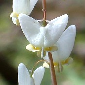 Dicentra_cucullara