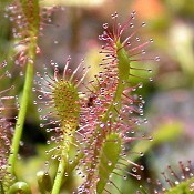 Drosera_intermedia