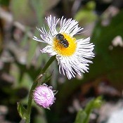 Erigeron_philadelphicus